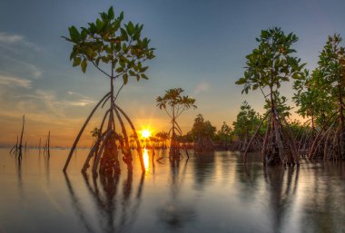 Mangrove ağaçları Koh Phangan adasında gün batımında kıyıya yakın yansıyor.