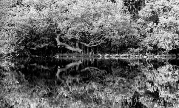 Palolem Nehri 'nde Mangrove Ağaçları Yansıması, Hindistan, Goa, Siyah ve Beyaz