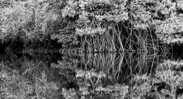 Palolem Nehri, Goa, Hindistan 'da Mangrove Ağaçları Siyah ve Beyaz Yansıması