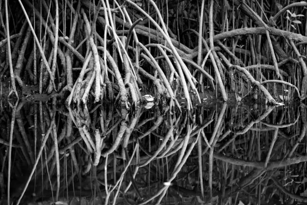 Mangrovenbäume Schwarz Und Weiß Wurzeln Reflexion Palolem Fluss Indien — Stockfoto