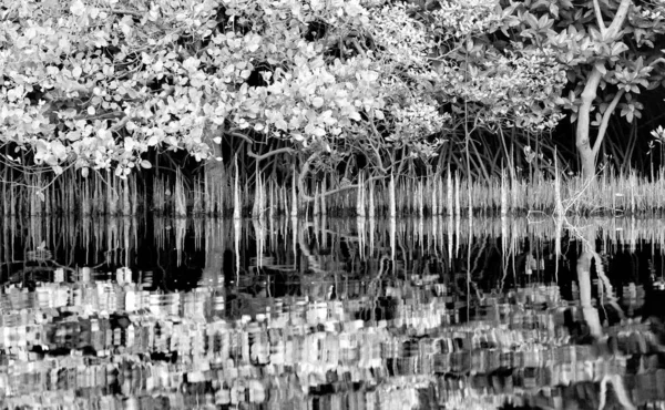 Mangrove Ağacı, Hindistan 'daki Palolem Nehri' nde siyah beyaz yansıma bırakıyor.