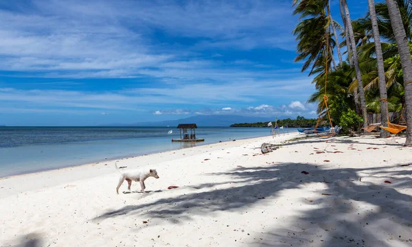 Palmiye ağaçları ve Filipinler 'de bir köpekle beyaz kumsal manzarası