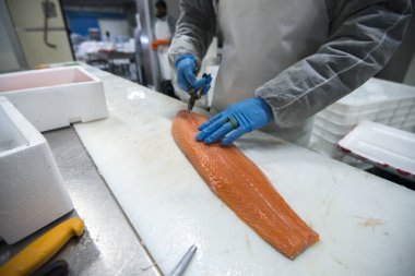 balık çiftliğinde çalışma