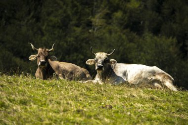 Sırasında alp yetiştiriciliğinde inekler 