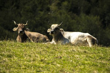 Sırasında alp yetiştiriciliğinde inekler 
