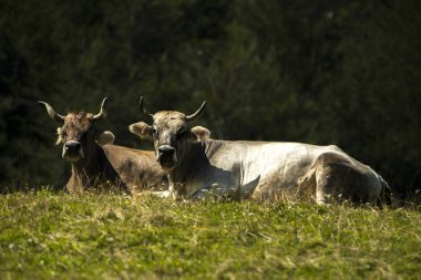 Sırasında alp yetiştiriciliğinde inekler 