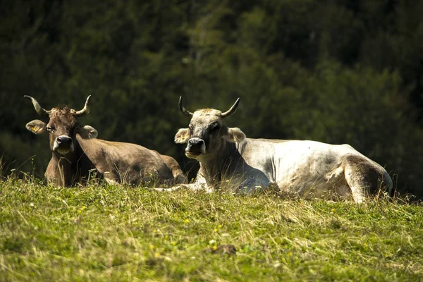 Vacas Criação Alpina Durante — Fotografia de Stock