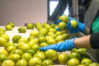 Yiyecek endüstrisinde limonların konveyör bandında elle seçilmesi