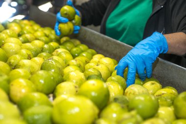Yiyecek endüstrisinde limonların konveyör bandında elle seçilmesi