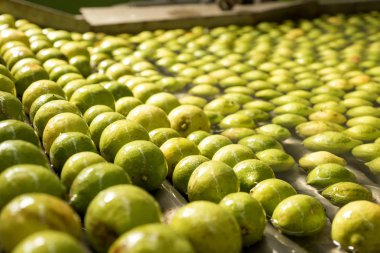 Taşıyıcı bantlı otomatik limon meyve yıkama ipi