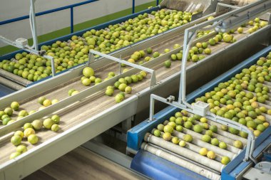 limonlar taşıma bandında