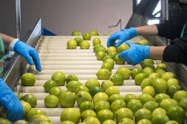 Manual selection of lemons on conveyor belt in food industry