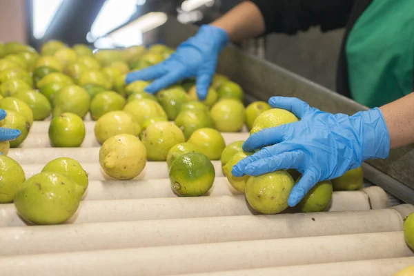 Manual selection of lemons on conveyor belt in food industry