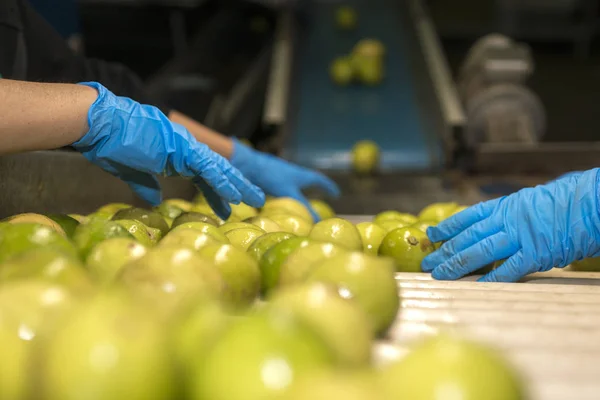 Manual selection of lemons on conveyor belt in food industry