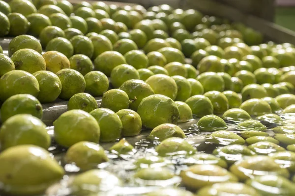 Automated lemon fruit washing line with conveyor belt