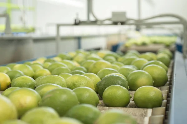 Lemons Conveyor Belt — Stock Photo, Image