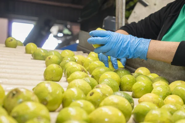 Selección Manual Limones Cinta Transportadora Industria Alimentaria Imágenes de stock libres de derechos