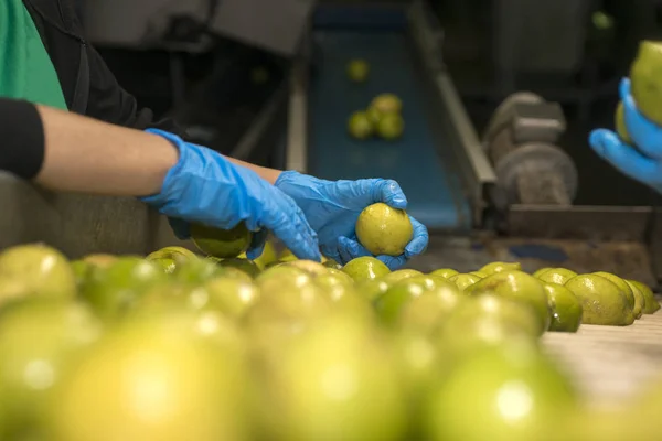 Selección Manual Limones Cinta Transportadora Industria Alimentaria Imagen de stock