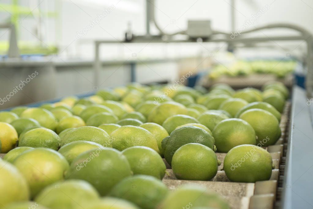 lemons on conveyor belt