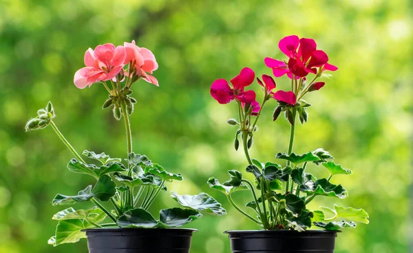 Yeşilliğin bulanık arka planında sardunya veya pelargonyum çiçekleri. Havayı temizleyen doğal antiseptik bitkisi. Pelargonium zonale. Pelargonium hororum. Kapatın. Boşluğu kopyala