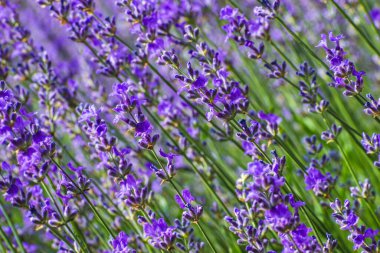 Lavanta rengi soyut bir arka plan. Mor çiçekli arka plan. Yaz çiçekleri. Yatay olarak. Yumuşak odak.