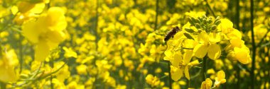 Yaz sarısı arka plan. Tecavüz çiçeğinin üzerindeki bir arı ve bulanık bir kolza tohumu tarlası. Brassica Napus. Arı yetiştiriciliği ve yağ tohumları. Sancak boyutu. Boşluğu kopyala