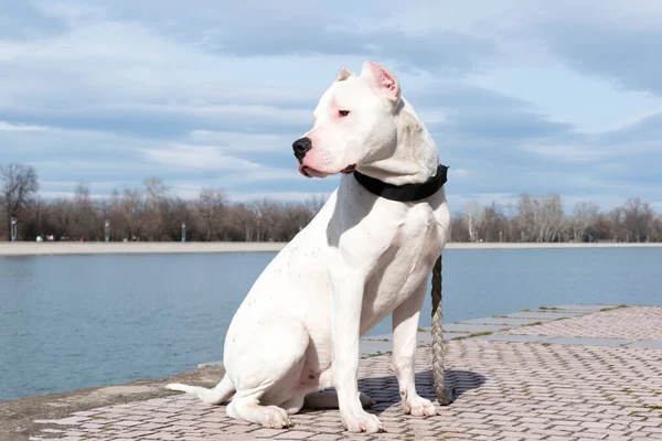 Dog Dogo Argentino Helaftens Portrett Argentinas Mastiff Vakre Hvite Hunder – stockfoto