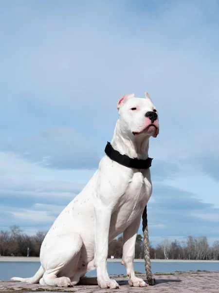 Dog Dogo Argentino - mavi gökyüzüne karşı portre. Arjantin Mastiff 'i. Güzel beyaz bir köpek sahibinin emrinde oturur. Evcil hayvan. Yakın plan. Boşluğu kopyala