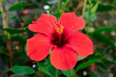 Kırmızı amber çiçeği yakın plan. Hibiscus rosa sinensis alev kırmızısıdır. Kırmızı Çin gülü. Tropik çiçekler. Malezya 'nın ulusal sembolü. Yunanistan 'ın Korfu adasında vuruldu.
