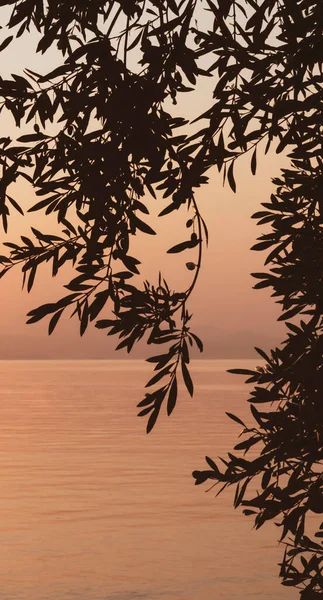 Olive tree branch against the background of dawn over the sea. Silhouette. Symbol of peace, life, longevity. New peaceful beginning concept. Space for text or quote. Vertical. Greece, Corfu island