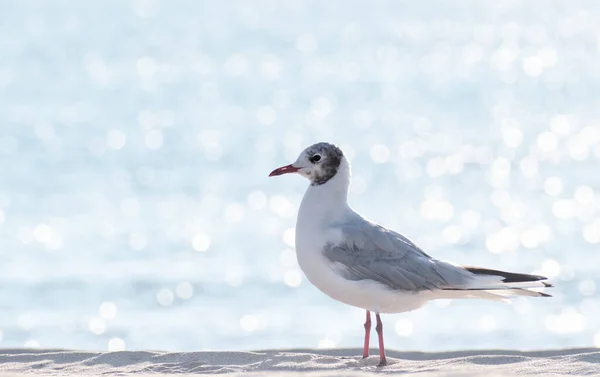 Seagull Blurred Sea Background Bokeh Effect Gull Stands Sandy Shore — Stock Photo, Image