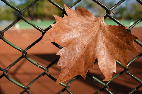 Tenis kortunun bulanık arka planında metal bir çitin üzerindeki sonbahar yaprağı. Sezonun sonu konsepti. Metin için boşalt.