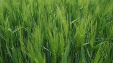 Güzel, yeşil buğday kulakları gün batımında