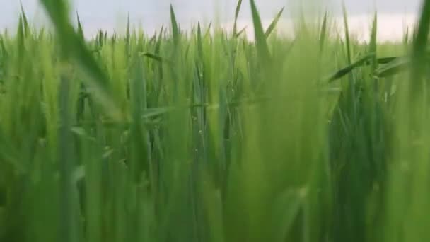 Kamera przechodzi przez uszy pszenicy na polu pszenicy o zachodzie słońca — Wideo stockowe