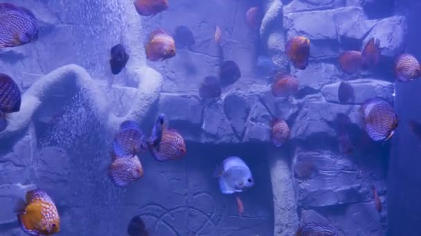 Vista de los peces disco nadando en el acuario plantado. Peces tropicales — Vídeo de stock