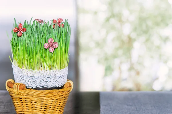 Green young oat sprouts with red artificial flowers in a wicker Stock Image