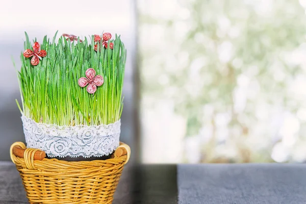 Groene jonge haver spruiten met rode kunstbloemen in een rieten Stockafbeelding