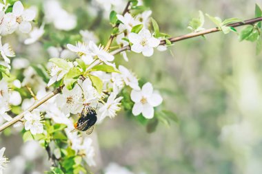 Bahar çiçekli elma ağacı ve Bumble bee