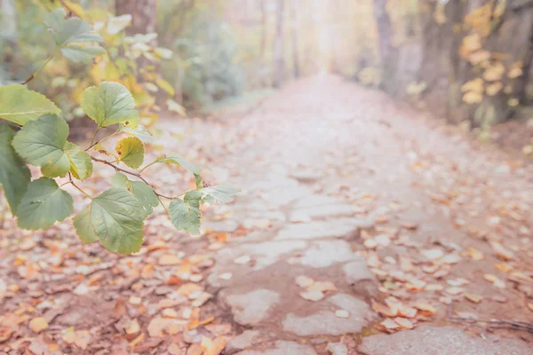 Sonbahar ormanında bir yol, uzaklarda bırakarak, sarı ve r ile