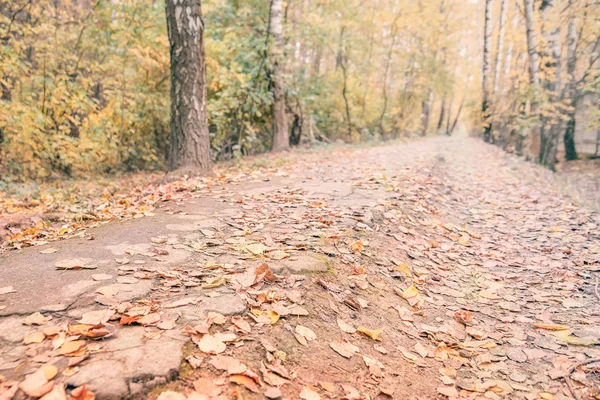 Sonbahar ormanında bir yol, uzaklarda bırakarak, sarı ve r ile