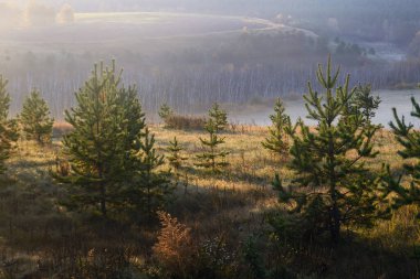 Sonbahar ormanında sis yükselir şafak güneşi tarafından aydınlatılır, kapanır.