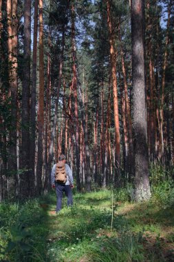 Sırt çantalı bir adam mantar aramak için yaz ormanına gider.