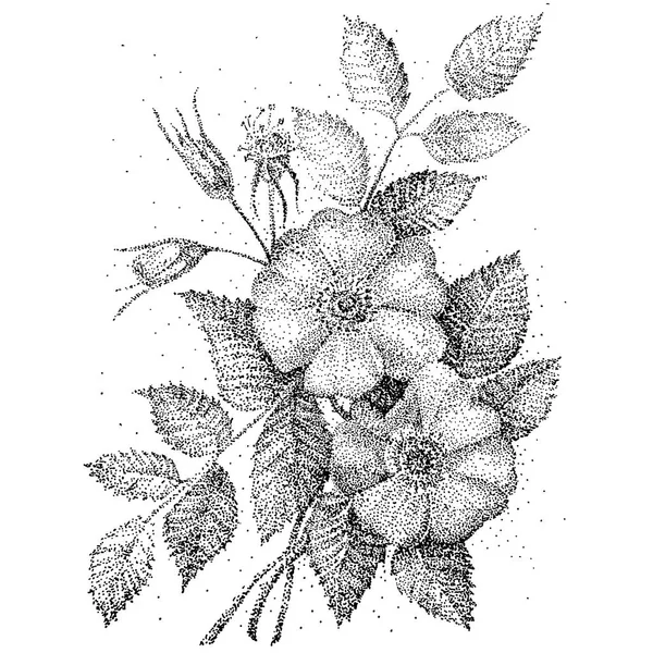Herbacianych róż. Ręcznie rysowane. Białe tło. kontur szkicu kwiatów. — Wektor stockowy