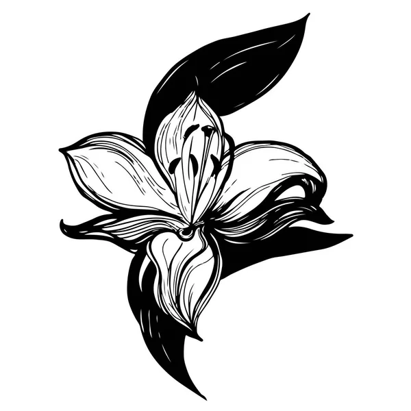 Flores abstractas. Silueta negra vectorial. objetos sin logo de fondo — Vector de stock
