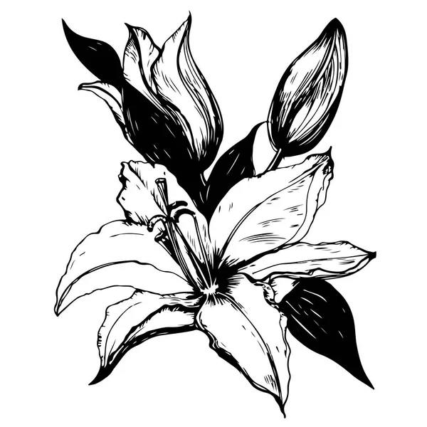Ilustración vectorial de lirio en colores blanco y negro . — Vector de stock