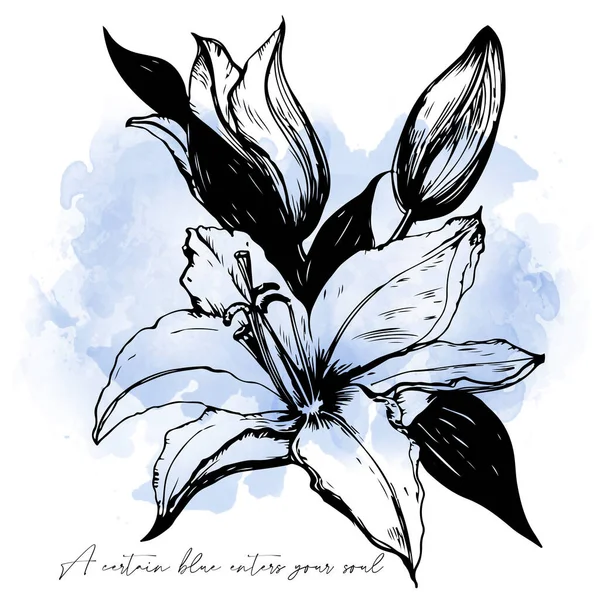Schäbige Umrisse Illustration der weißen Lilie — Stockvektor