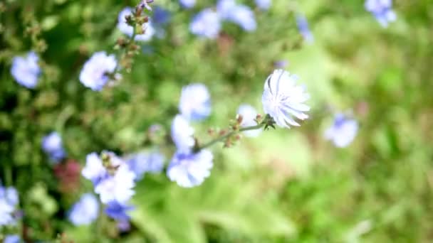 Flor de chicória no prado acenando pelo fundo wind.blur . — Vídeo de Stock