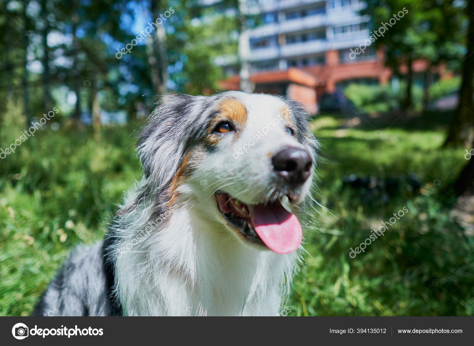 Australian Shepherd Rare Eye Heterochromia One Eye Light Blue Other Stock Photo Image By C Macsimm