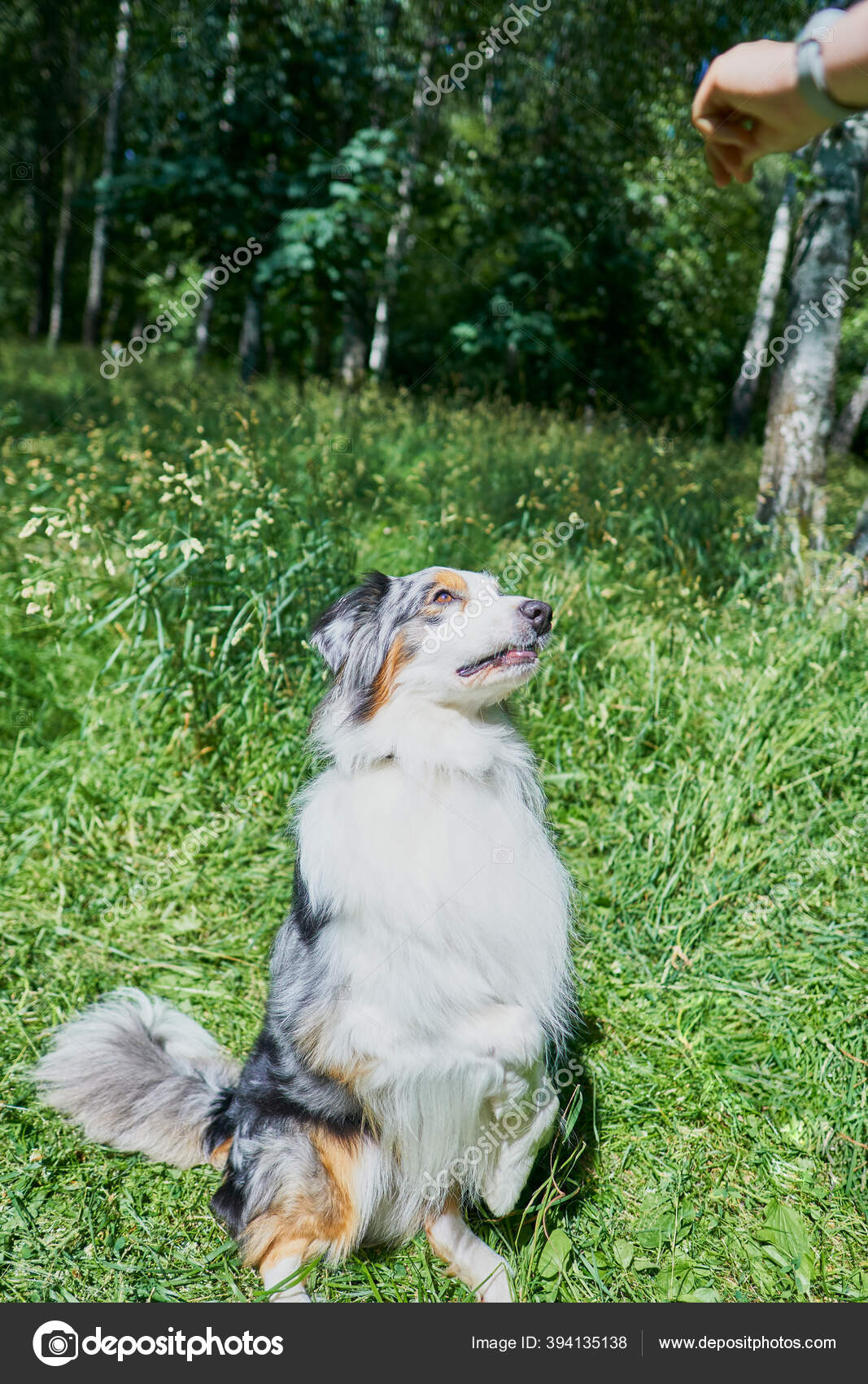 Australian Shepherd Rare Ocular Heterochromia One Eye Light Blue Other Stock Photo Image By C Macsimm