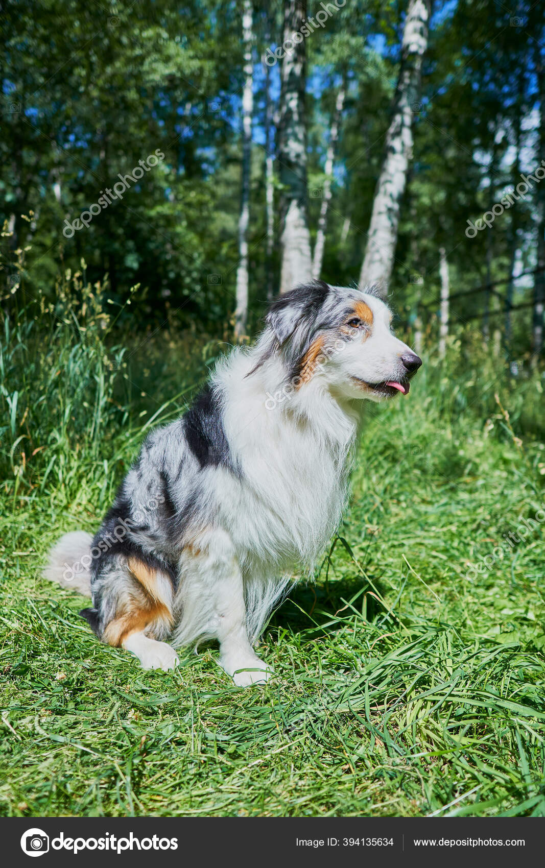 Australian Shepherd Rare Ocular Heterochromia One Eye Light Blue Other Stock Photo By C Macsimm